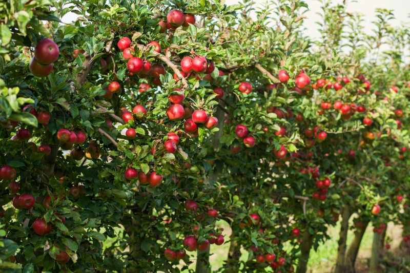 Apple Tree Planting in Honolulu, HI
