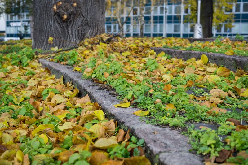 Autumn Leaf Removal in Honolulu, HI