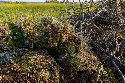 Commercial Brush Removal