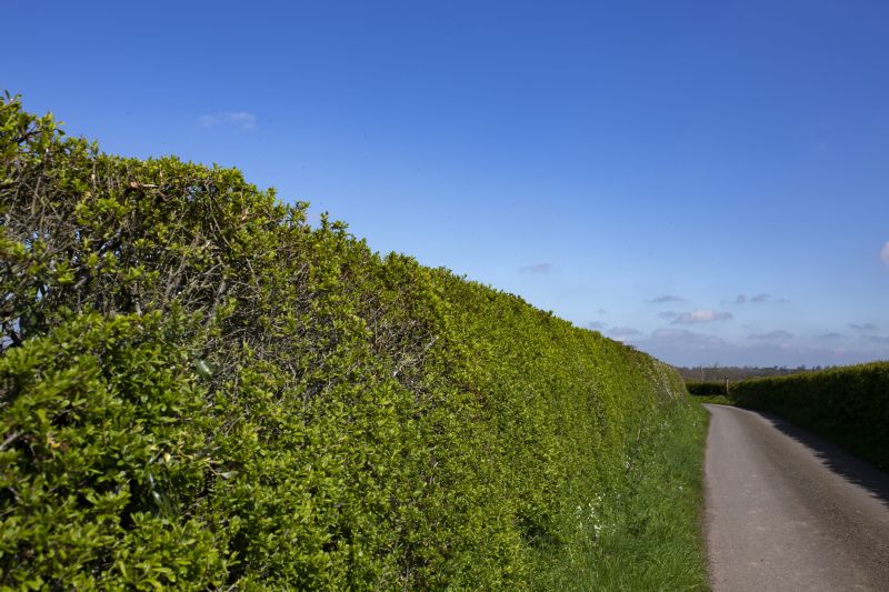 Hedge Installation in Honolulu, HI