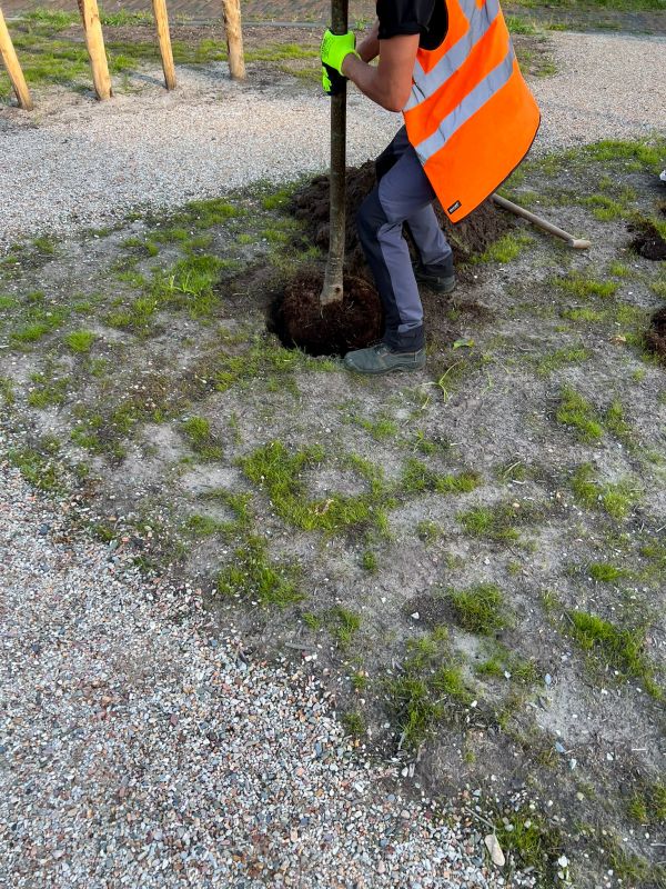 Japanese Cherry Tree Planting in Honolulu, HI