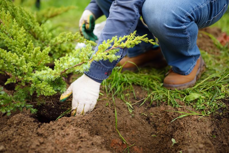 Japanese Maple Planting in Ventura County, CA