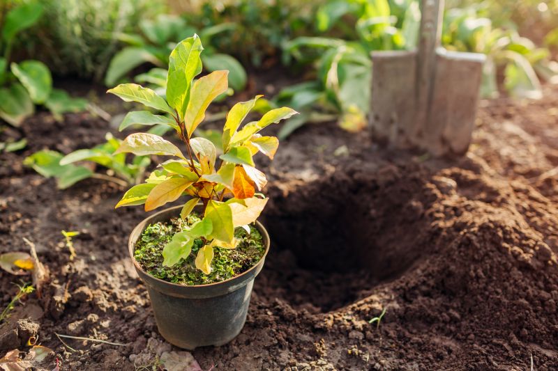 Japanese Maple Planting in Honolulu, HI