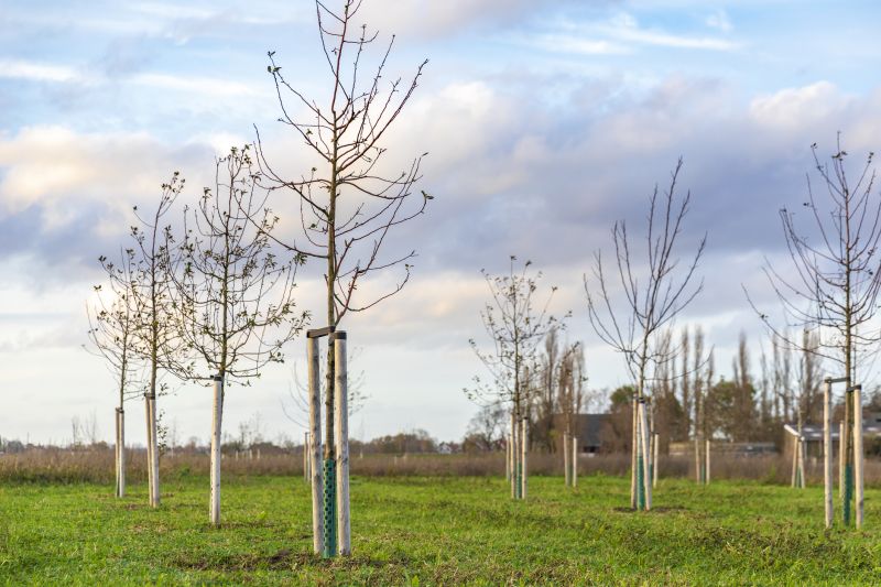 Maple Tree Planting in Honolulu, HI