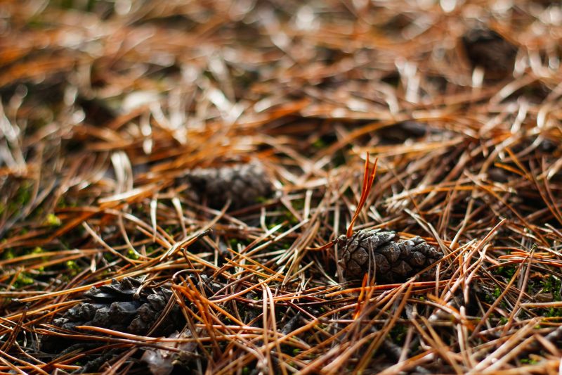 Pine Straw Raking in Ventura County, CA
