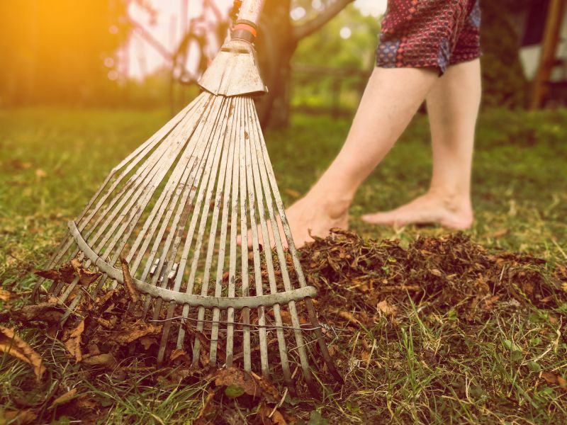 Pine Straw Raking in Honolulu, HI