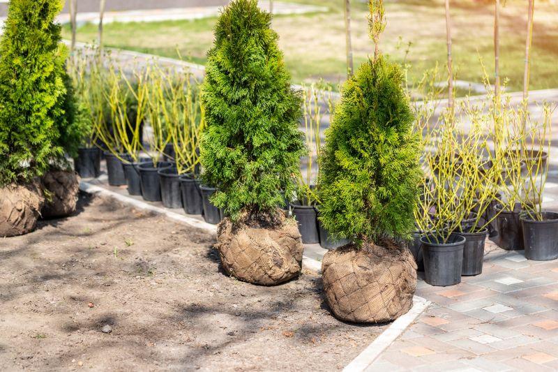 Privacy Shrub Installation in Ventura County, CA