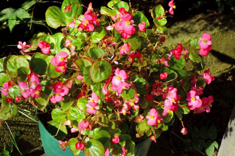 Rose Bush Planting in Honolulu, HI