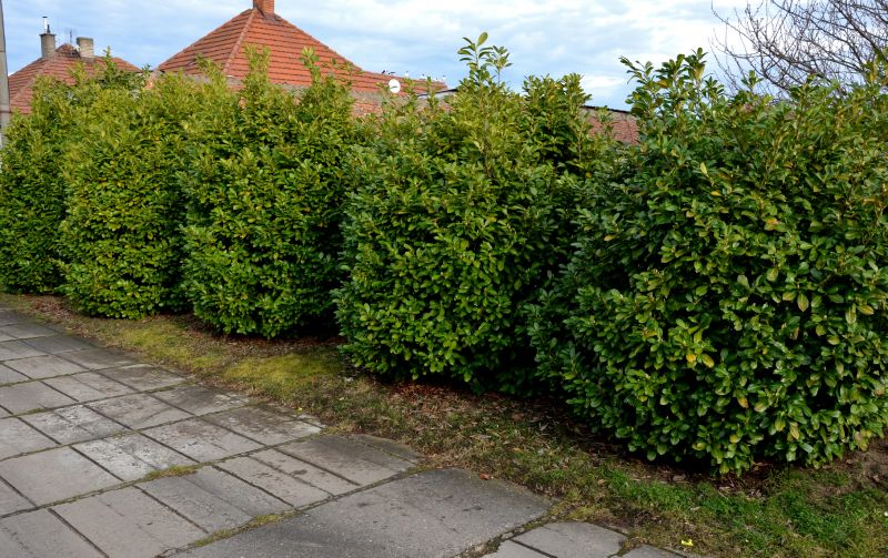 Shrub Planting Service in Honolulu, HI