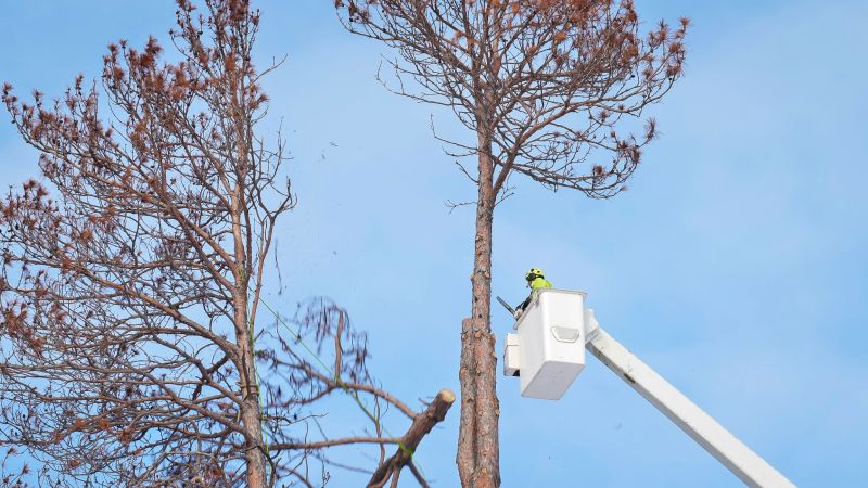 Tree Cabling Service in Reno, NV