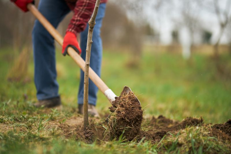 Tree Installation Service in Honolulu, HI