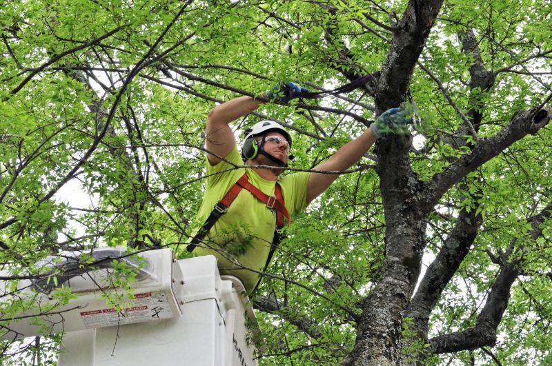Tree Straightening Service in Reno, NV