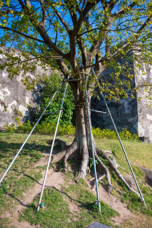 Tree Straightening Service in Reno, NV