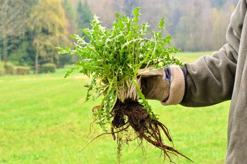 Weeding And Mulching in Ventura County, CA
