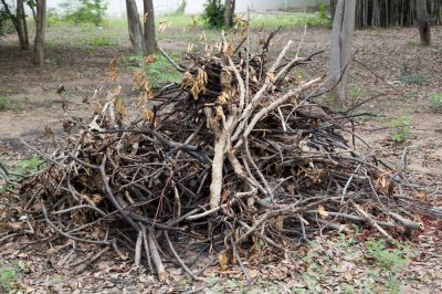 Remove Tree Branches!