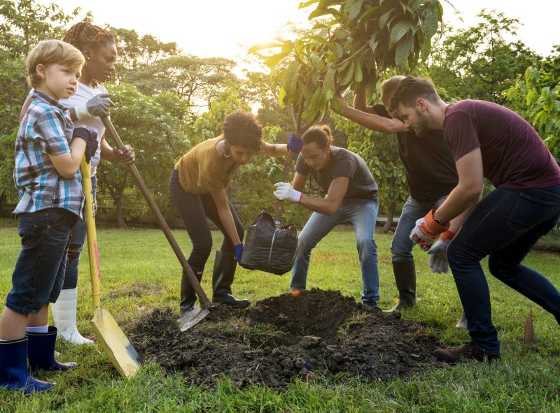 Pear Tree Planting in Ventura County, CA
