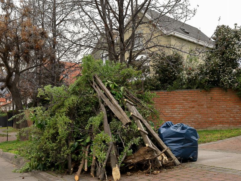 Tree Limb Cleanup in Ventura County, CA